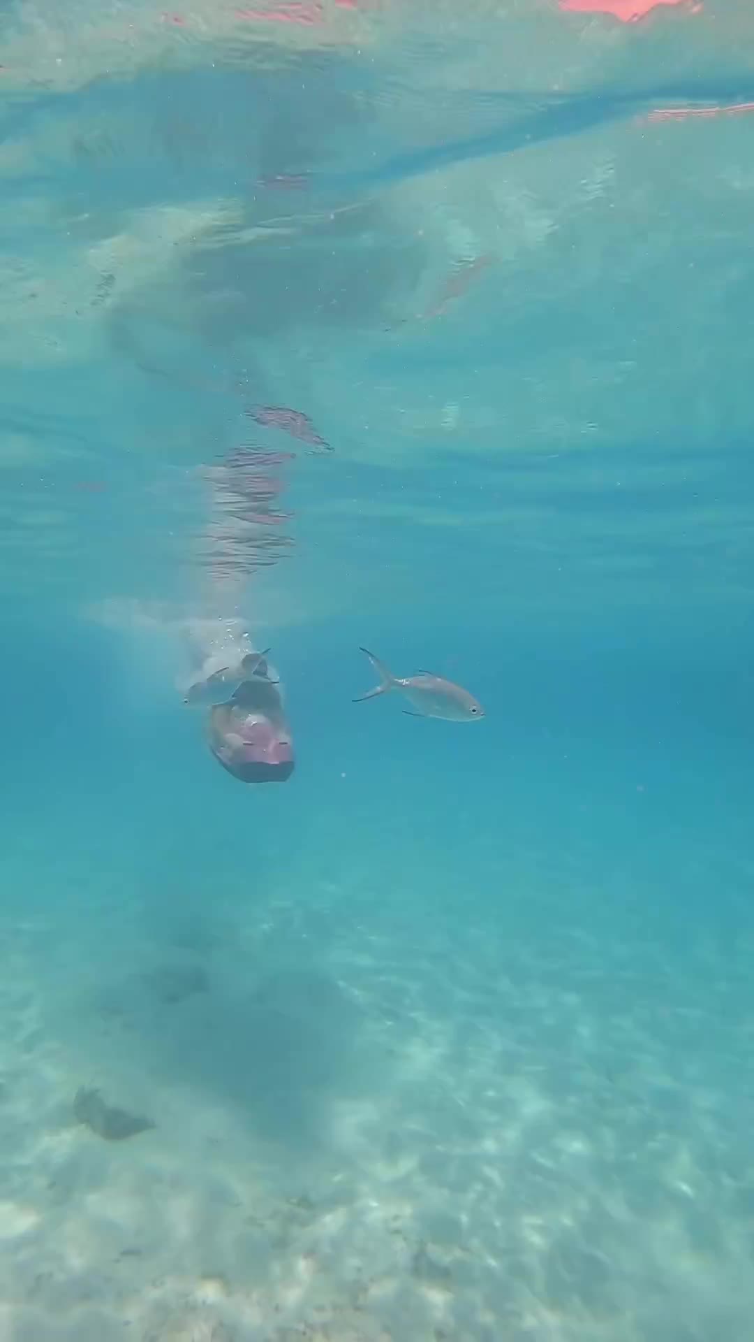 Seabob Adventure in Maldives: Dive into Paradise!
