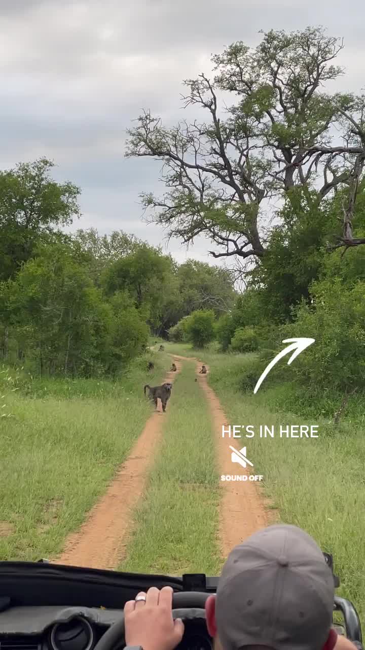 Close Encounter with a Big Baboon in Kruger National Park