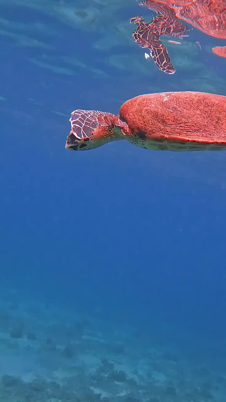 Swimming with Turtles in Coiba National Park, Panama
