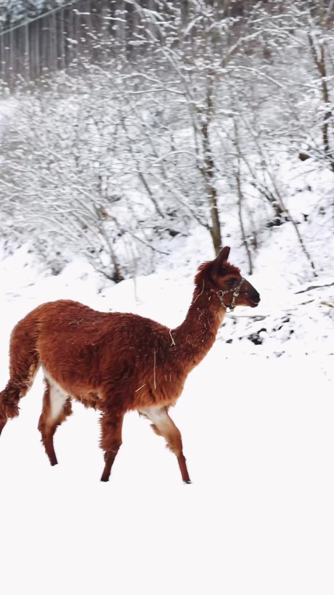 Magical Winter Alpaca Walks in Zell am See-Kaprun