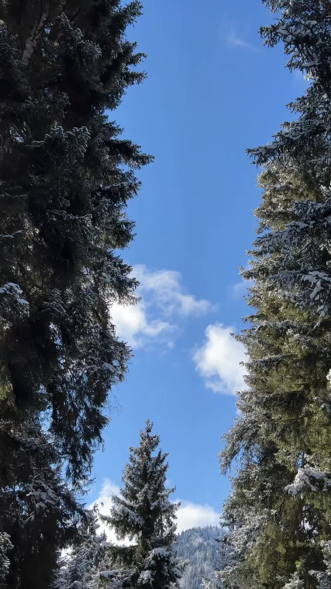 Walking in a Winter Wonderland in Borjomi, Georgia