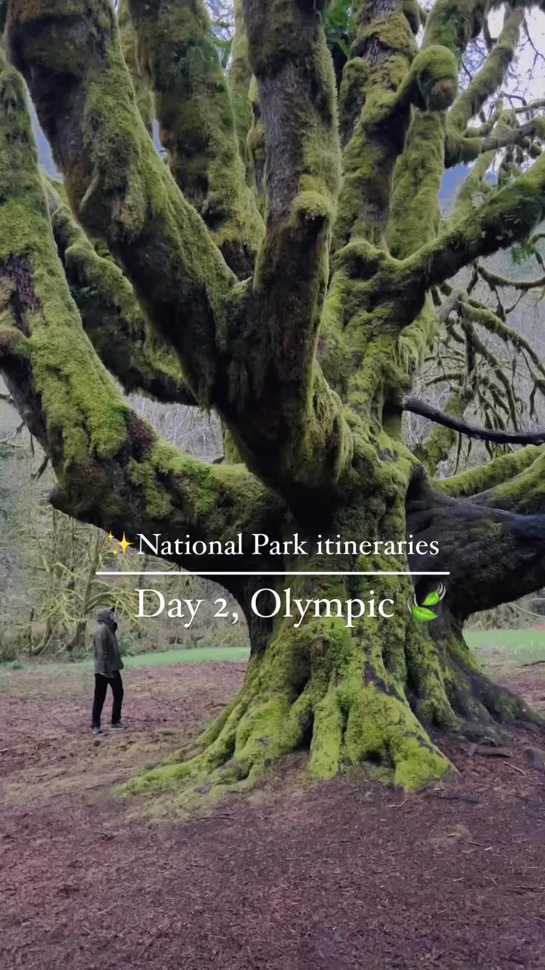 Olympic National Park Itinerary: Day 2 Highlights 🥾