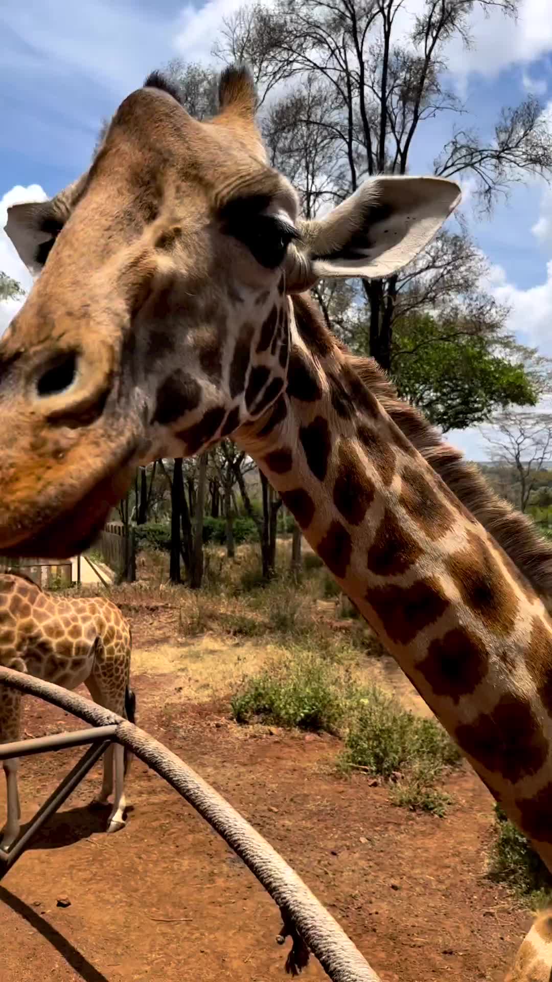 Discover Kenya's Wildlife at Nairobi's Giraffe Centre