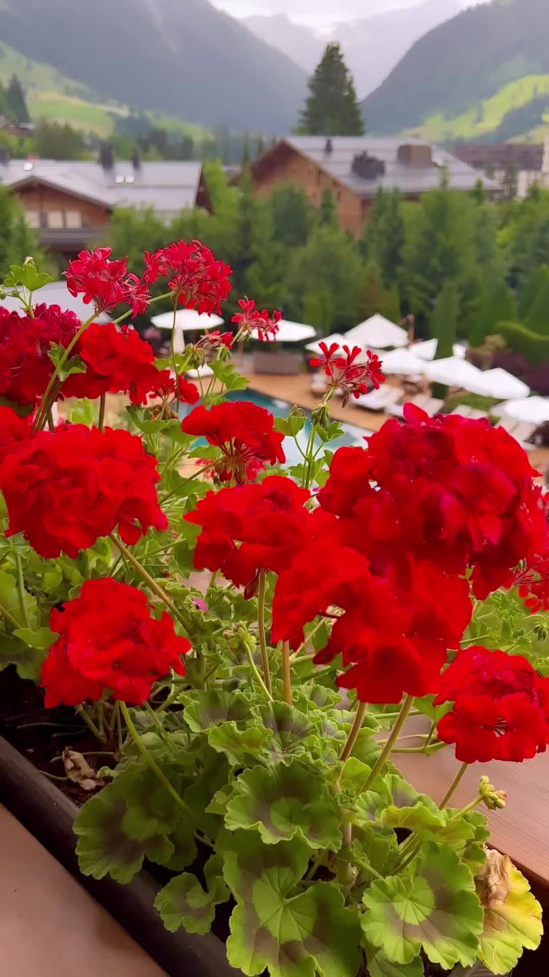 Luxurious Getaway at The Alpina Gstaad, Swiss Alps