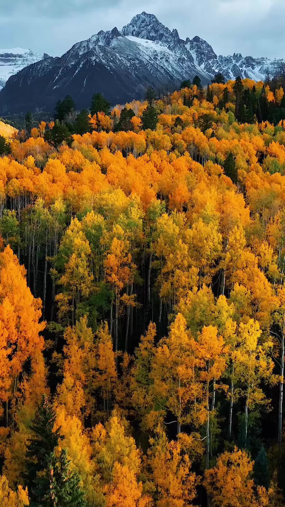 Stunning Fall Colors in Uncompahgre National Forest
