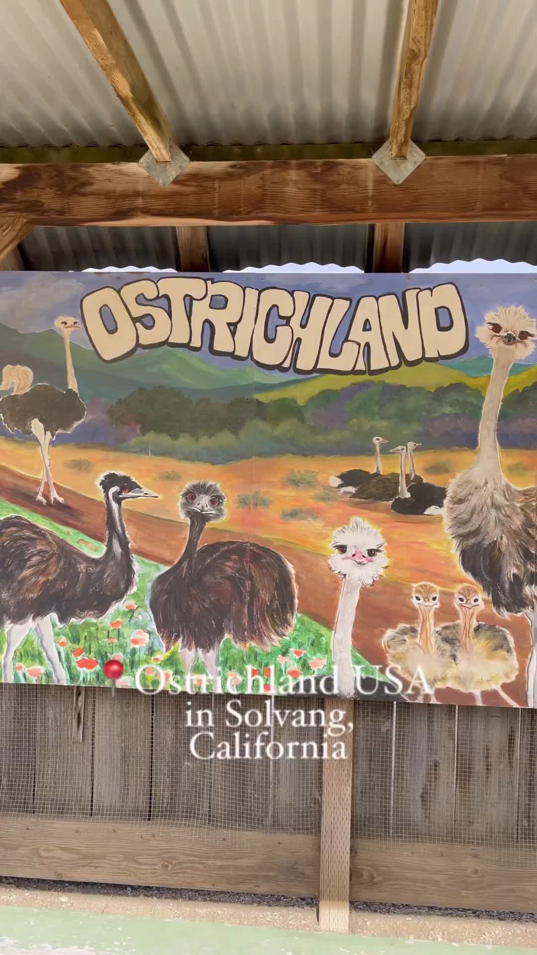 Feed Ostriches & Emus at Ostrichland USA in Solvang