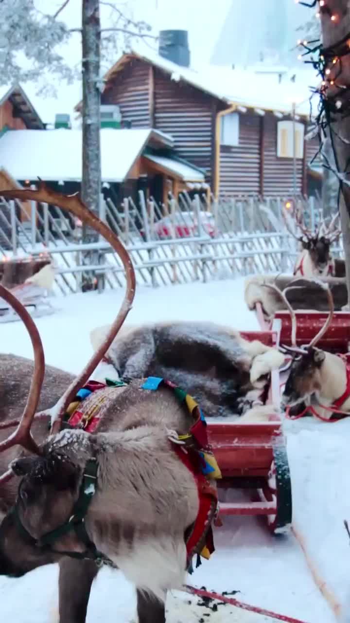 Christmas Reindeer in Rovaniemi, Finland 🎄