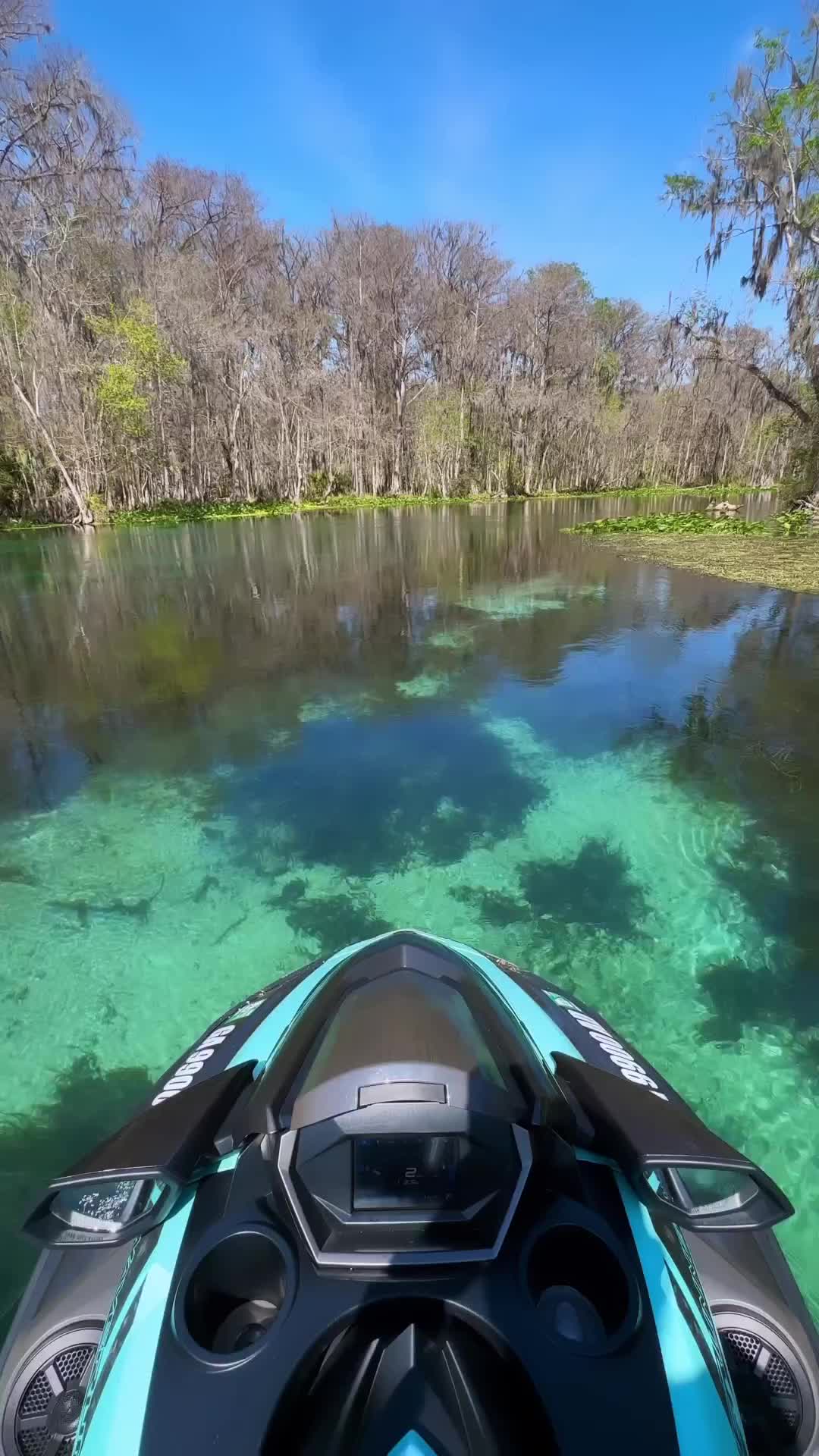 Just Another Day in Nature's Office at Silver Springs