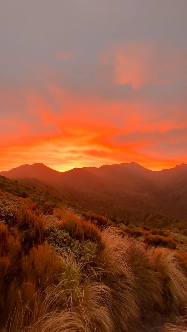 Mahoe, Nueva Zelanda