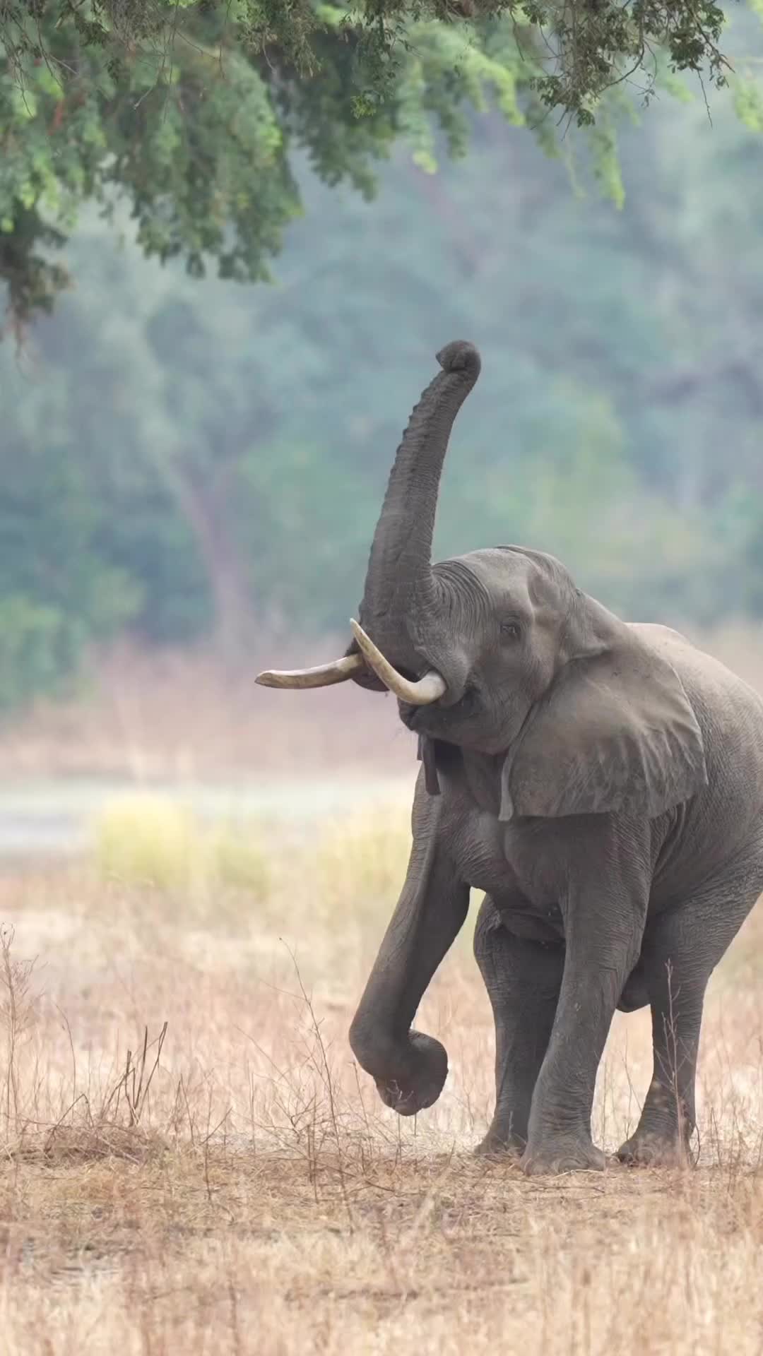 Explore the Wild Frontier of Mana Pools, Zimbabwe