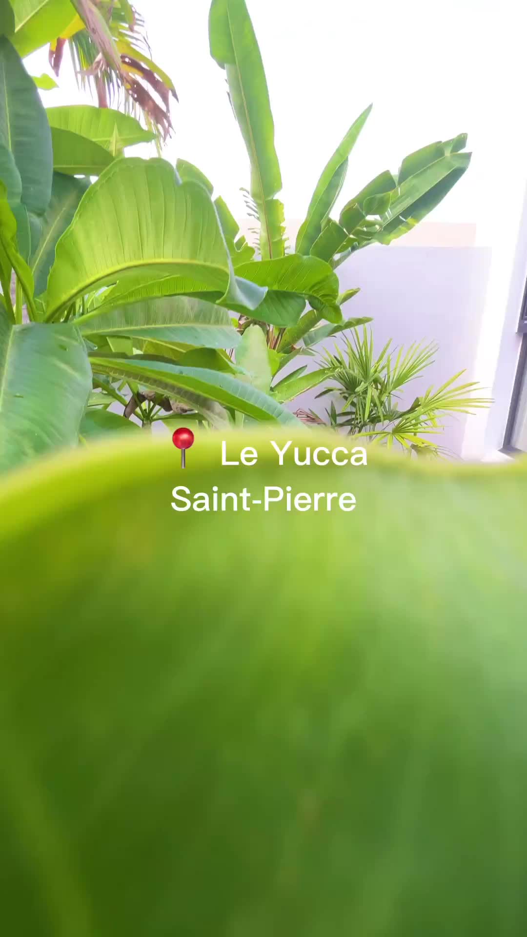 Discover Luxurious Comfort at Le Yucca, Saint Pierre 🌴