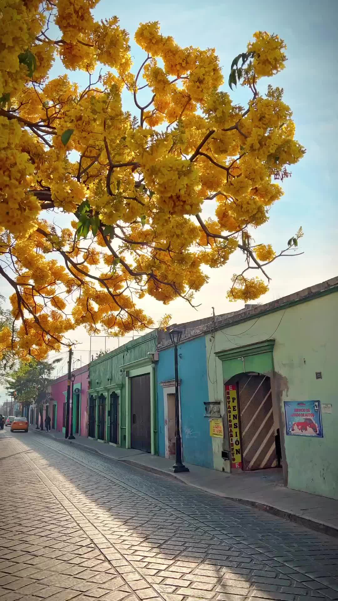 Árboles en Flor en Oaxaca: Guía de Floración 🌼