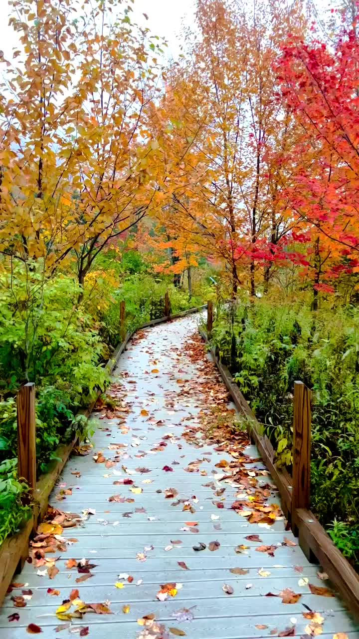 Scenic Autumn Walk in Vermont's Braintree Woods