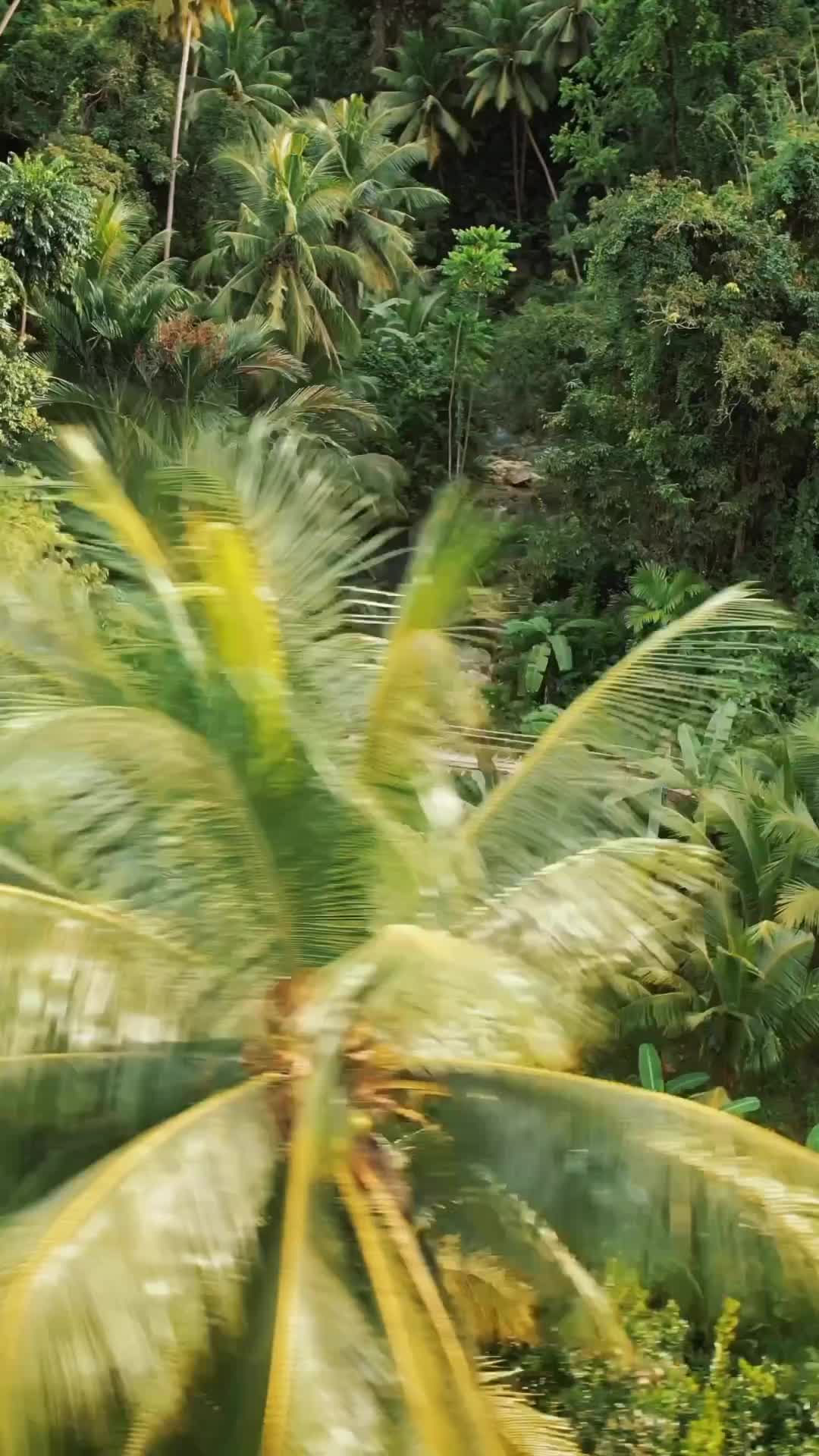 Jungle Soul: Discover Dao Falls in Cebu, Philippines