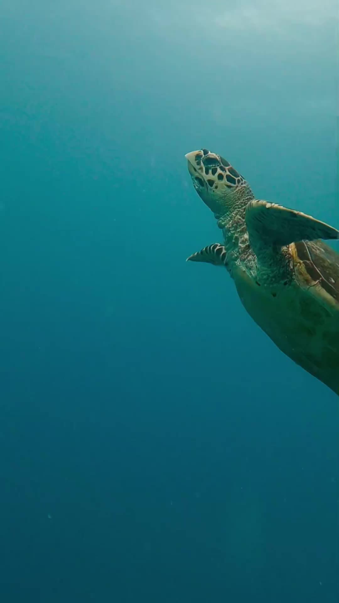 Hawksbill Turtles' Unique Diet in Seychelles