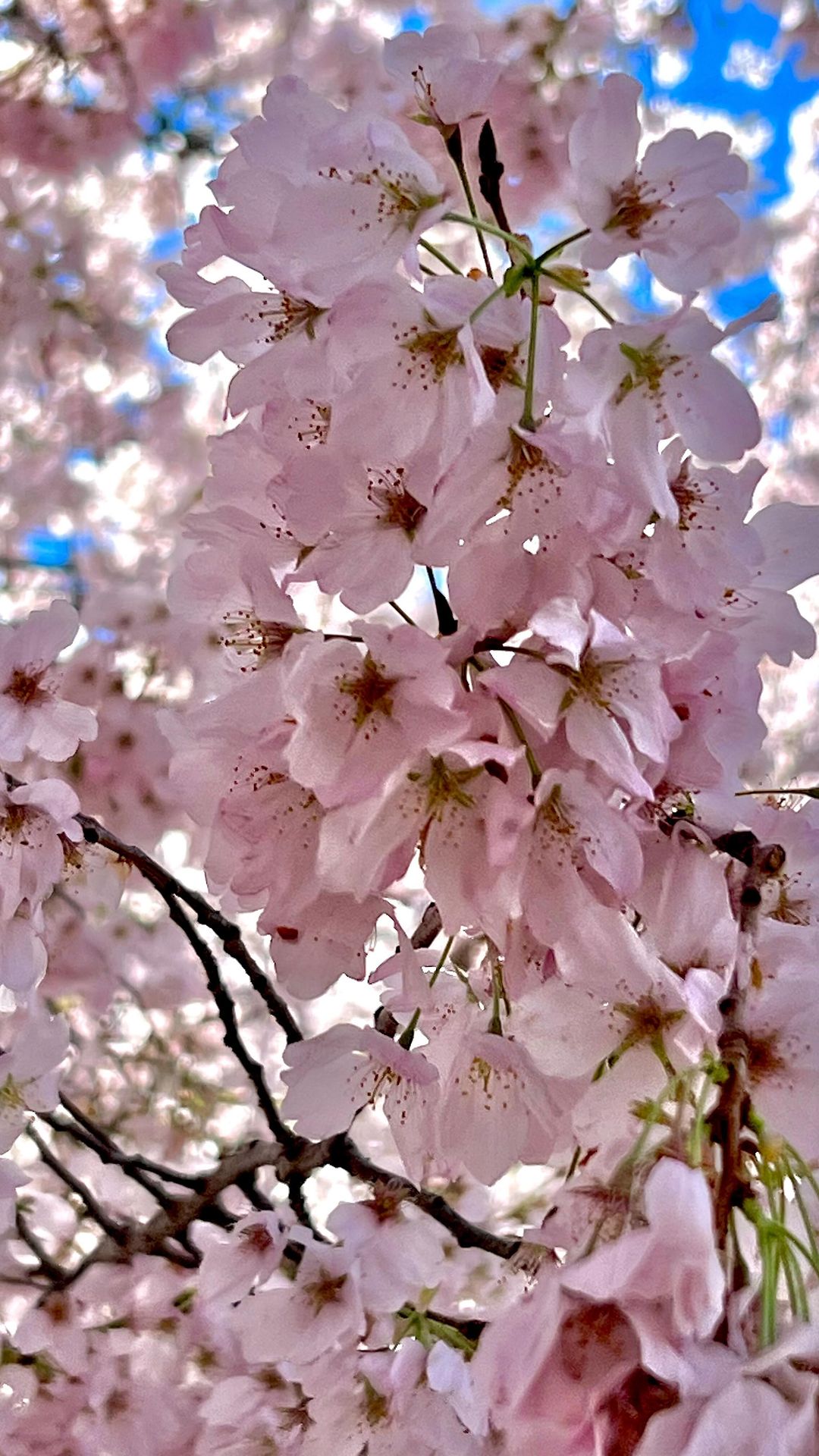 4-Day Washington, D.C. Cherry Blossom Extravaganza