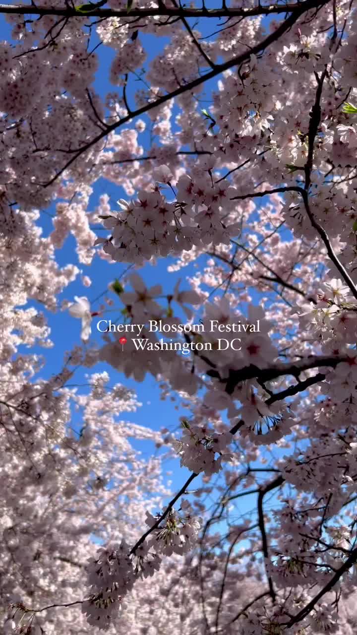 Cherry Blossom Festival in Washington DC 🌸