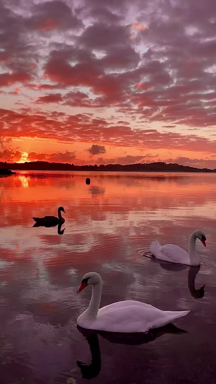 Tranquil Swans at Sunset in Sola, Norway