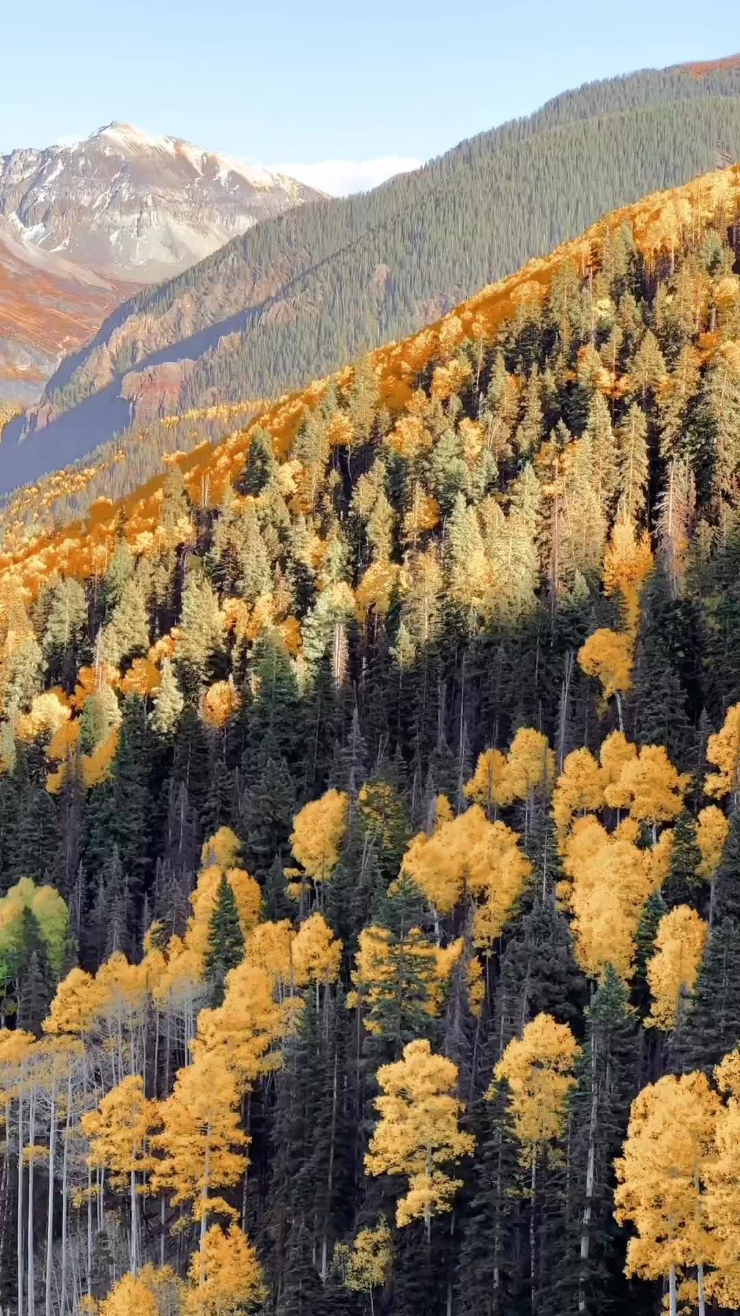 Stunning Fall Colors in Telluride, Colorado 🍂🍁