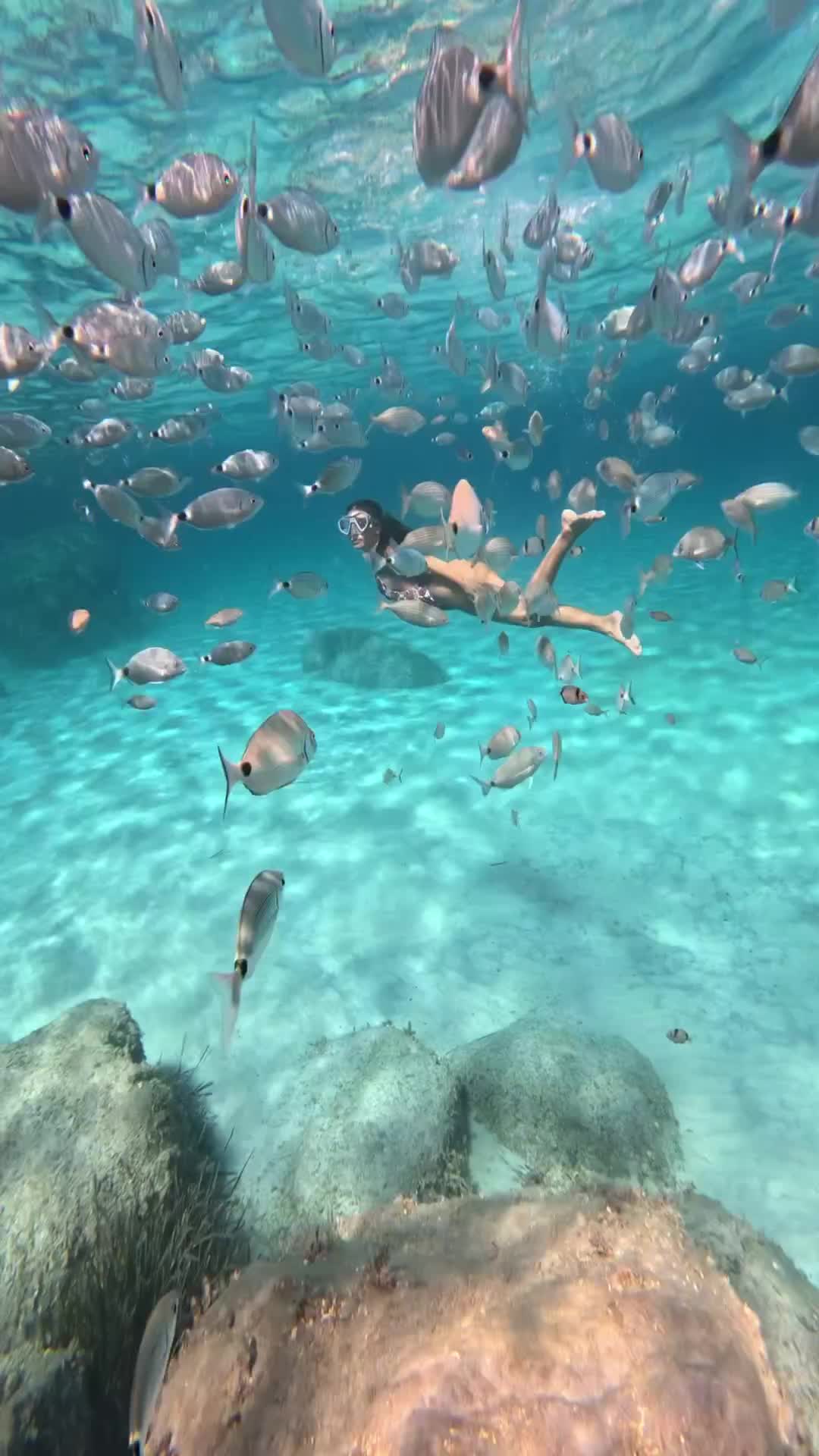 L’acquario di Campulongu: Underwater Wonderland