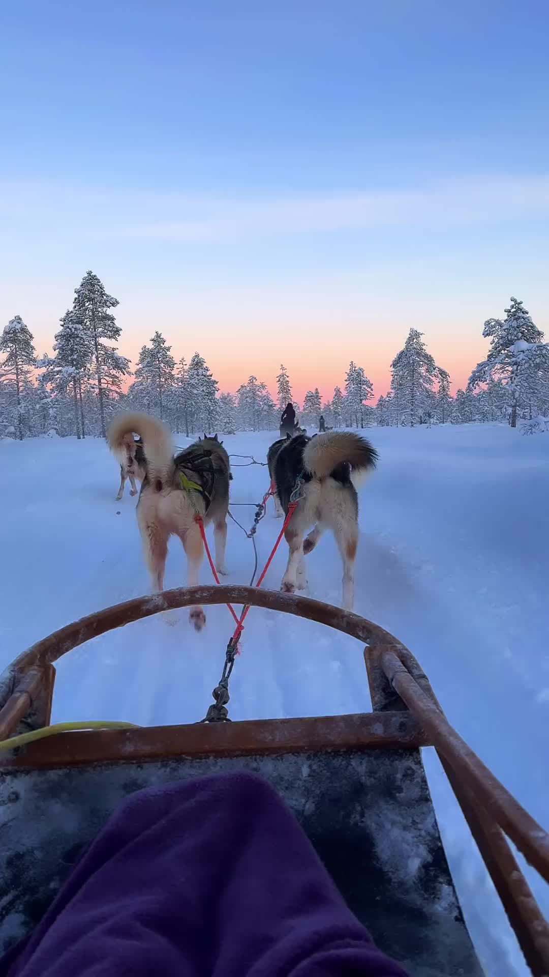Another reel from the series Instagram vs Reality 😅

How a husky safari tour looks like from two perspectives 😅

PS: we are ok, thanks to all the layers that we had on us 🤍 

#huskysafari #lapland #finland #visitlapland #levilapland #exploretheworld #experience #memories #travel #coupletravel #couplegoals