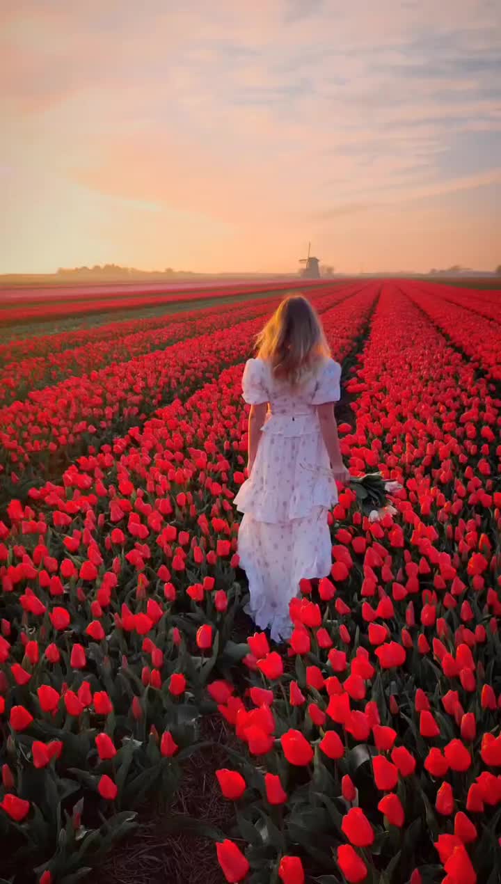 Last Light in the Netherlands Tulip Fields 🌷
