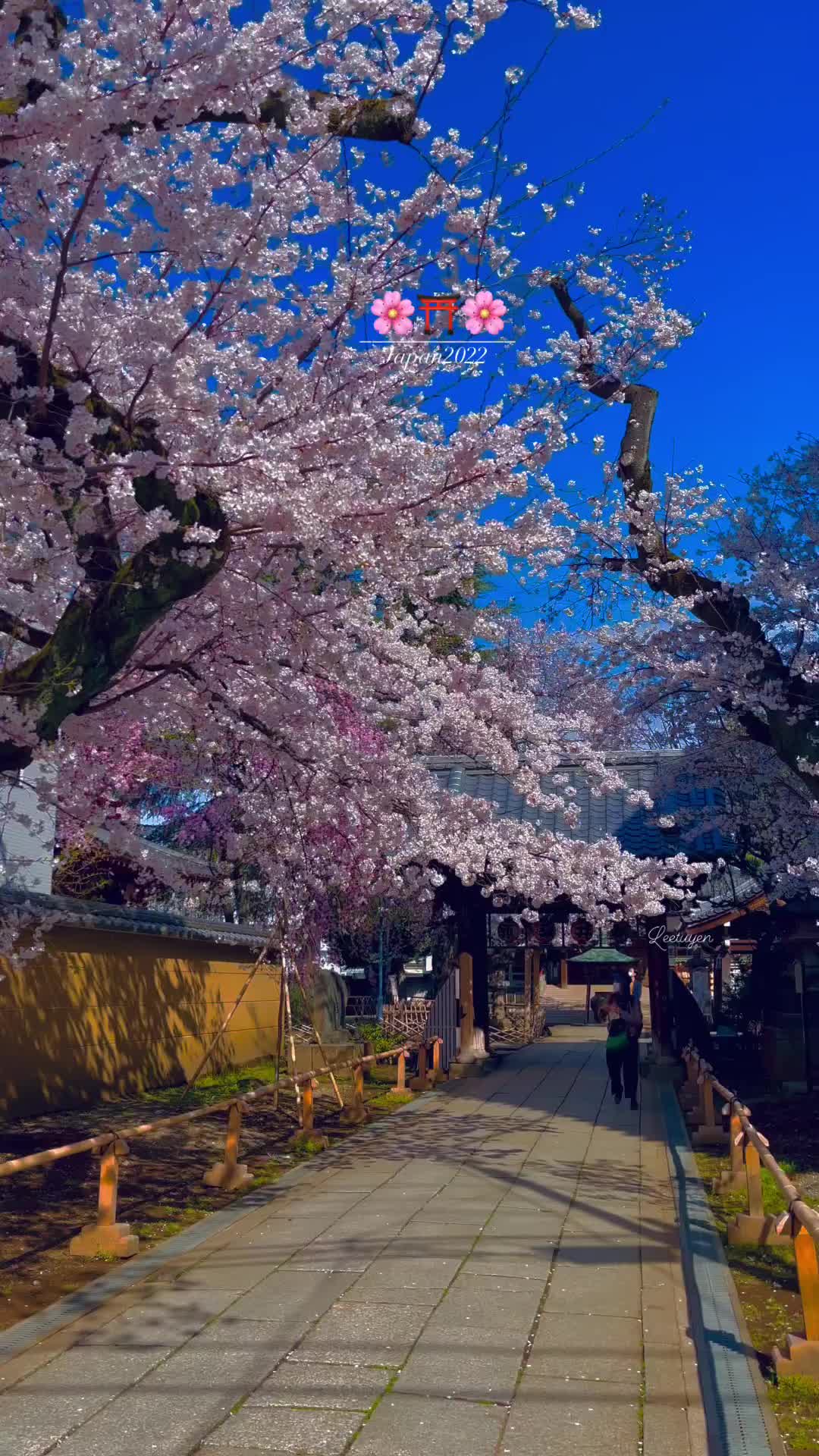 🌸⛩🌸 Japan temple 

🌸

⛩

🌸

Follow us for more daily content @leetuyen239

Thanks you so much 🙌🏻

#japanlife #daily #japandaily #japan_of_insta #japantrip #japantravel #reels #anime #reelsinstagram #japanreels #japanvibes #leetuyen106 #view #viewforview  #viral #sunset #love #quotes #insta #vibes #nature #explore #visittokyo #visitjapan #travel #vietnam #japan #tokyo #nhậtbản