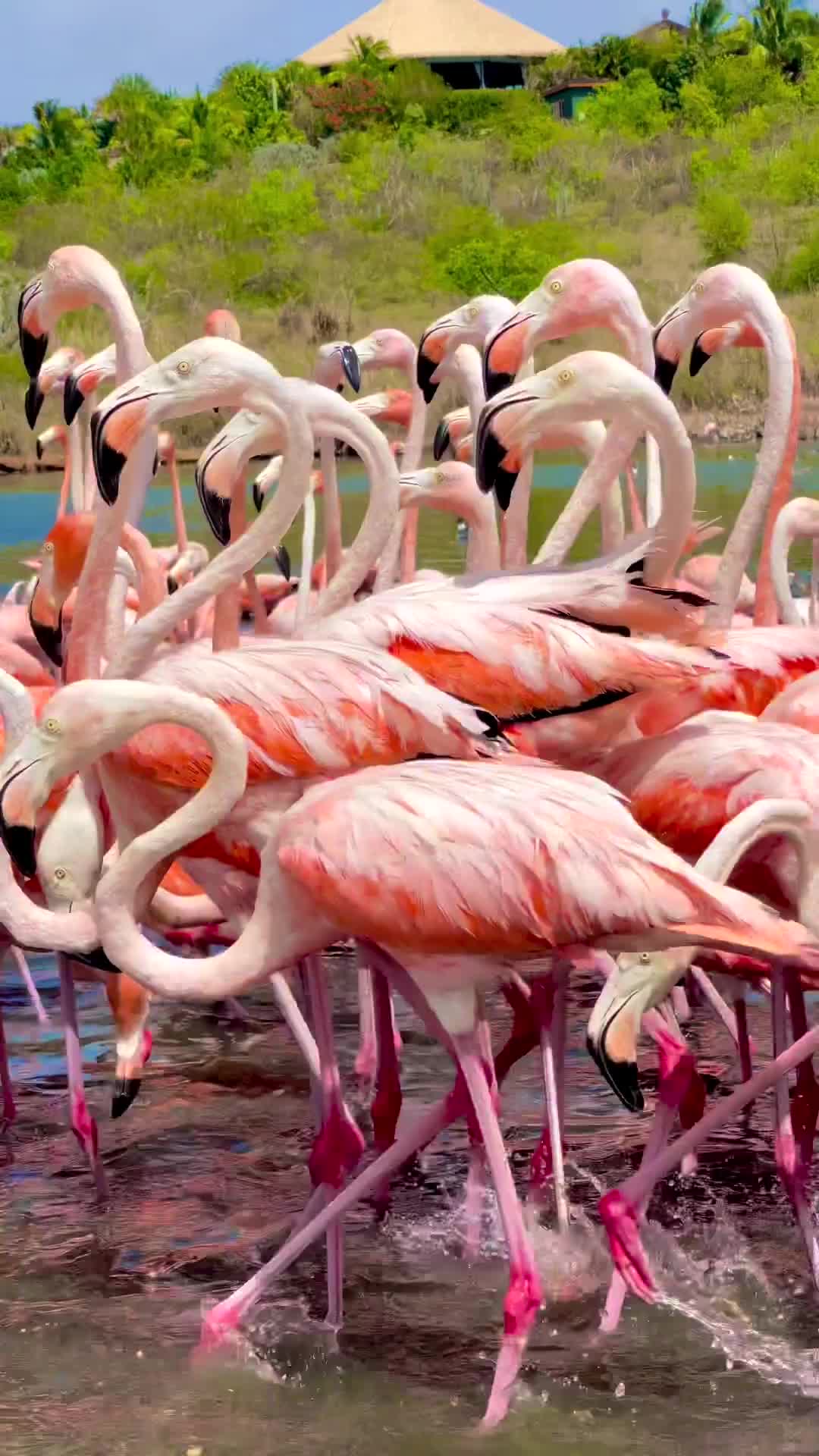 Visit Wild Flamingos on Necker Island Tours