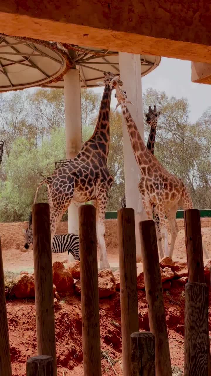 Giraffe Lovers at Rabat Zoo, Morocco