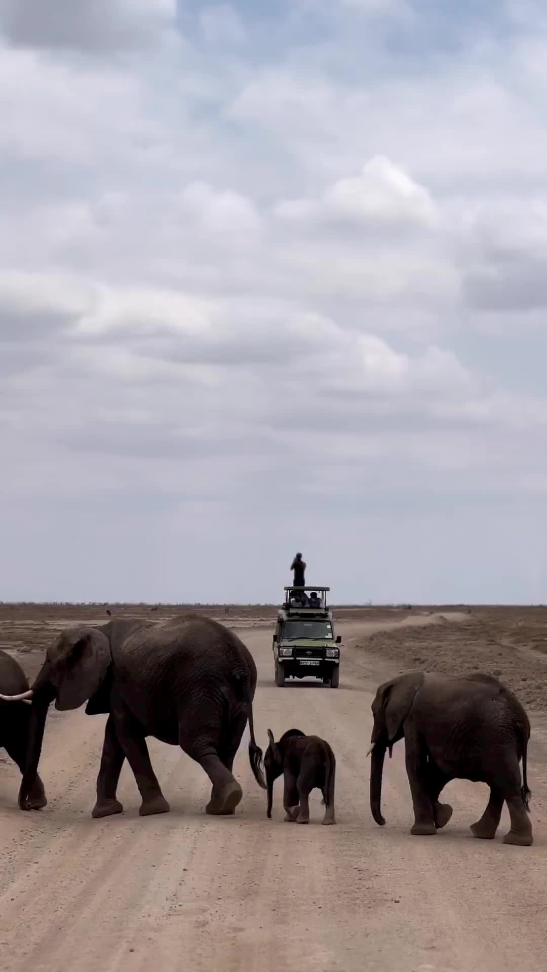 Majestic Elephants in Amboseli National Park, Kenya