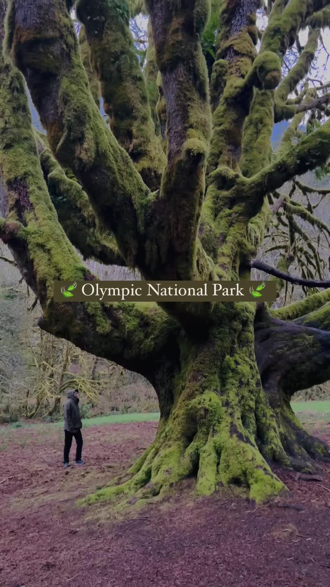 Olympic National Park Itinerary: Ultimate 3-Day Guide