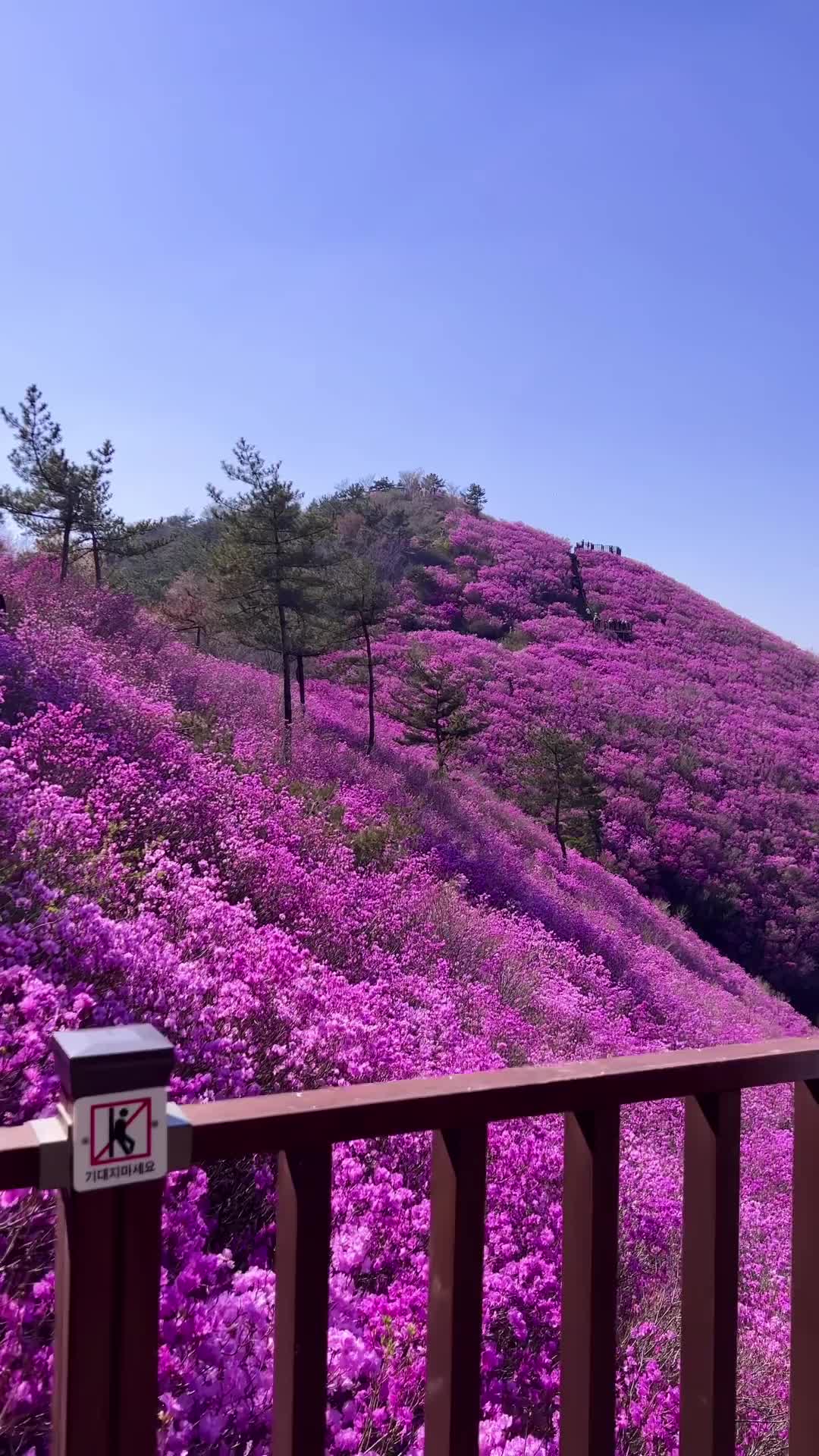 Spring Hike at Cheonjusan: Blossoming Beauty Awaits