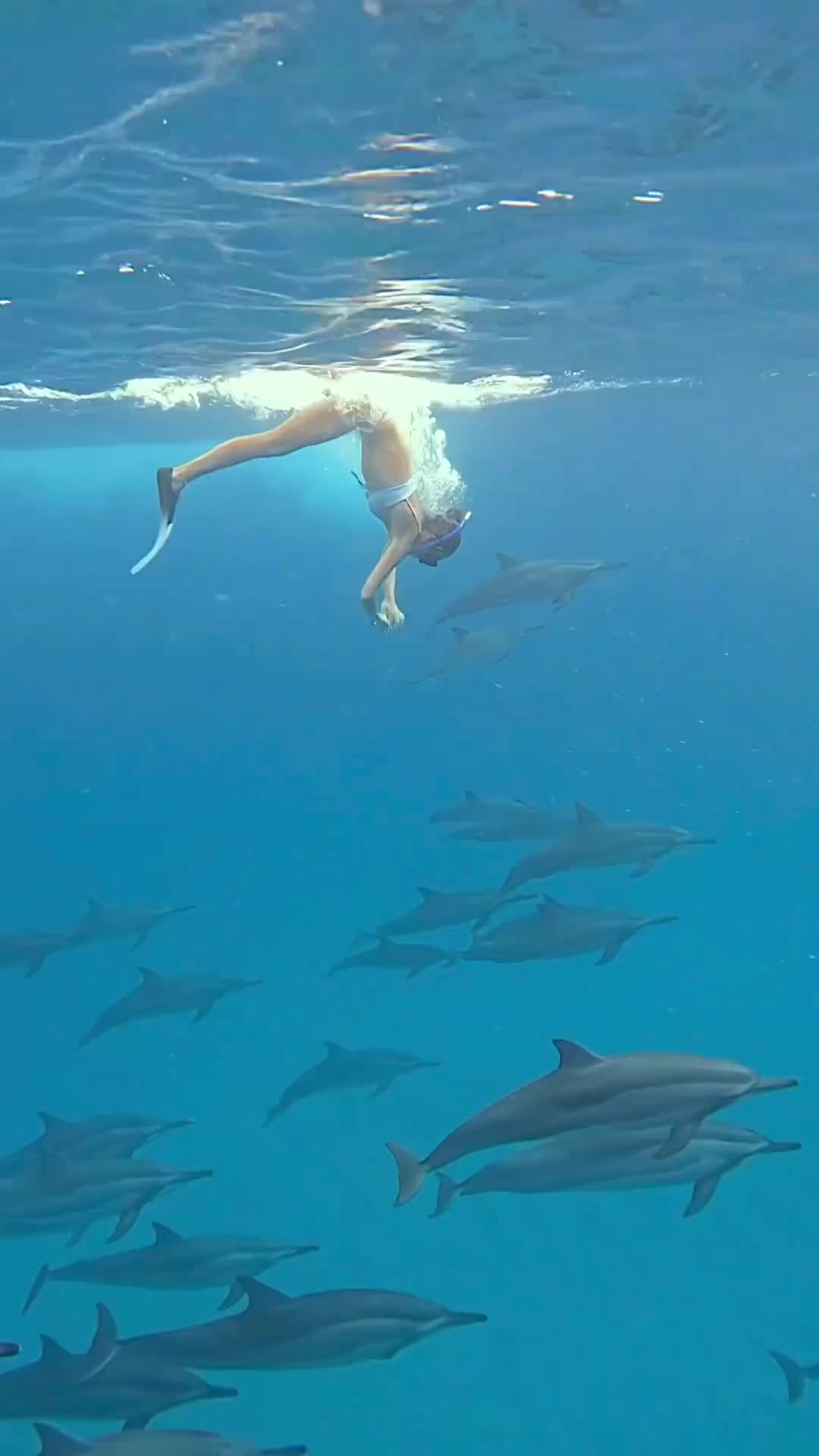 Swimming with Wild Dolphins in Mauritius