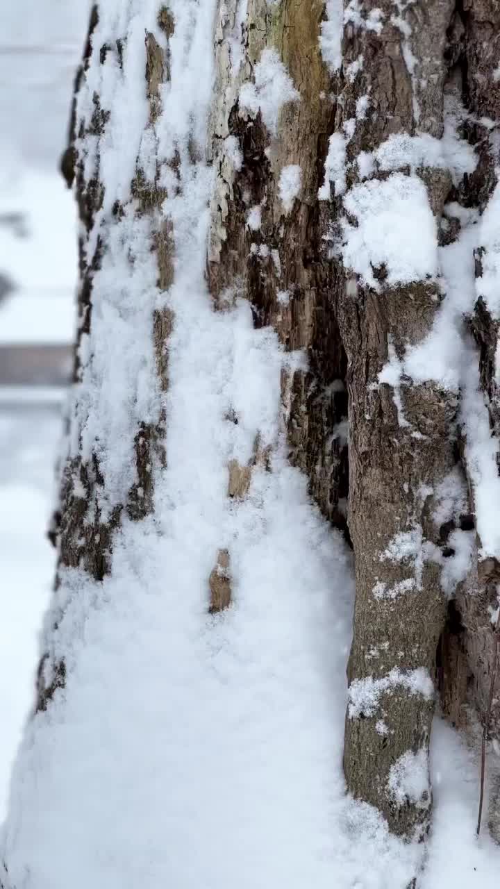 Winter Wonderland in Vermont: Scenic Snowy Views