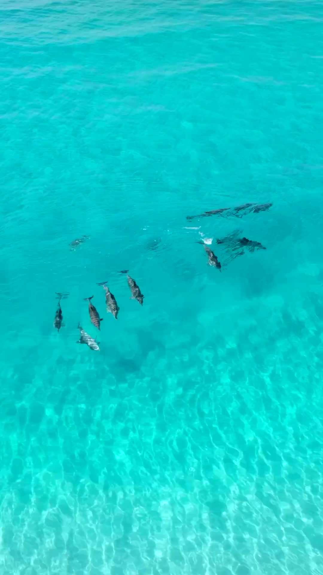 Dolphin Dance in Turquoise Waters of Esperance, WA