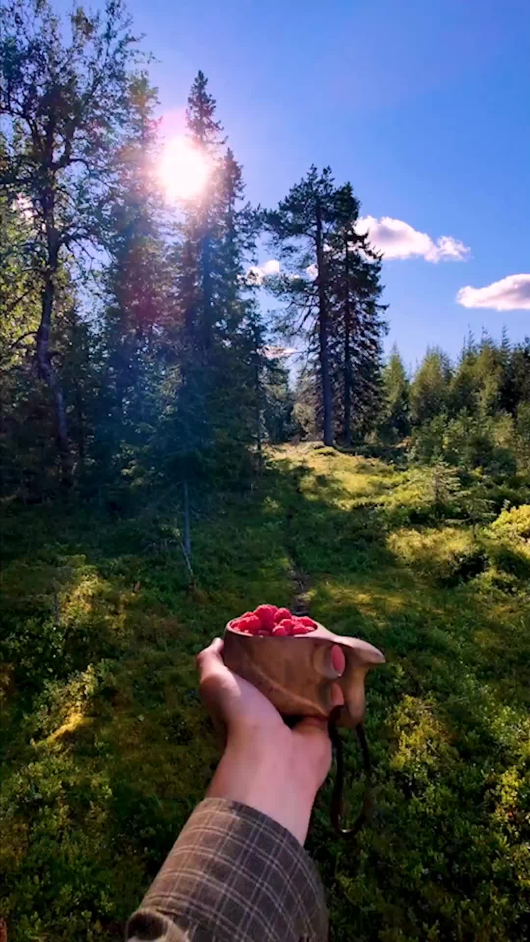 End of Berry Picking Season in Lapland, Finland