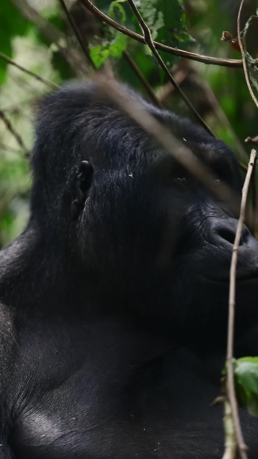 Still dreaming about this day 🦍 The feeling of locking eyes with a Silverback Gorilla is something I will never forget and I will be forever grateful for the opportunity to visit these incredible creatures in their natural habitat 🇨🇩 
.
.
.
.
.
.
.
.
#drcongo #gorillaresearch #gorillas #easternlowlandgorilla #kahuzibiega #lowlandgorilla #wildlifeafrica #gorillatrekking #africanparks  #bbctravel #drc