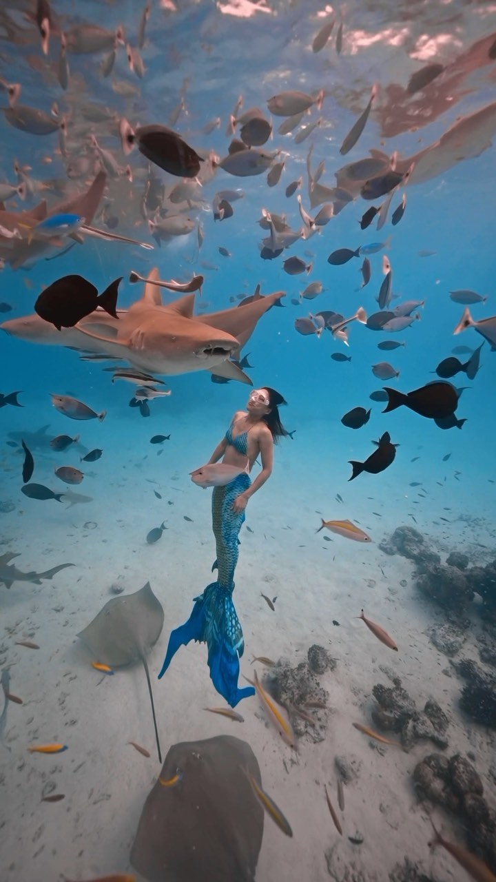 In a world where mermaids dance with sharks, fear becomes a myth🧜‍♀️🦈🌊.
.
.
.
#maldives #maldiveslovers #maldivestrip
#maldivesinsider #maldivesparadise
#maldivesphotography #maldives_ig #visitmaldives
#maldiveslife #sonyalpha #underwater
#underwaterphotography #underwaterworld
#underwaterlife #traveltheworld #travelgram
#travelphotography #underwatervideo #reelitfeelit
#reelsinstagram #viral