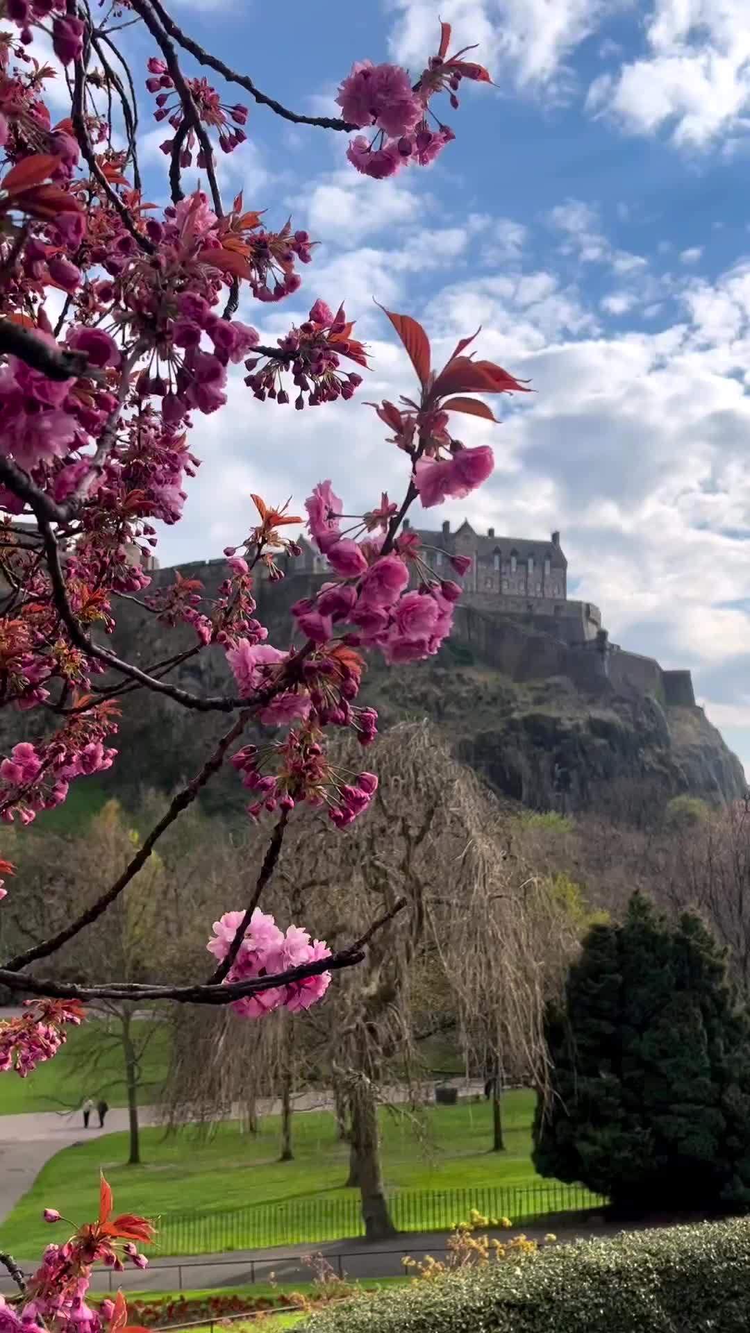 Best Cherry Blossom Spots in Edinburgh 🌸 Spring Guide