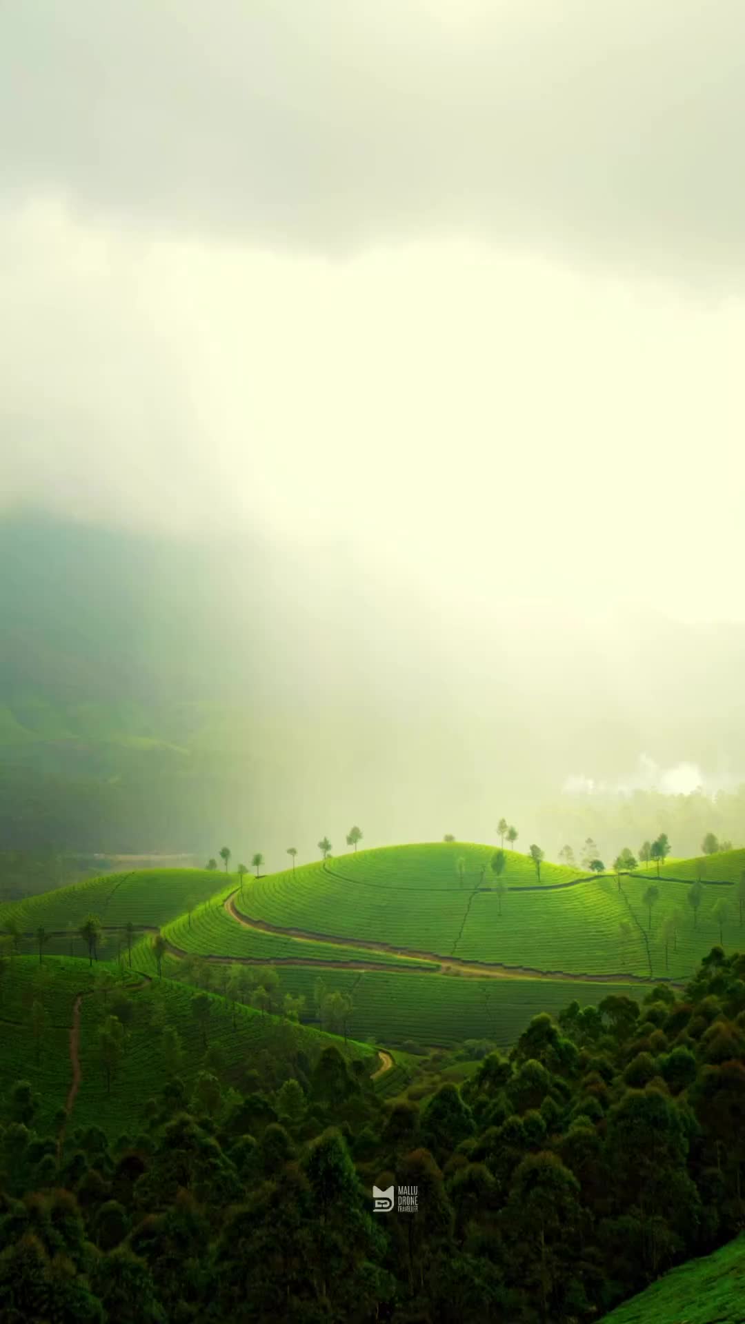 Discover Munnar's Most Beautiful Tea Estates