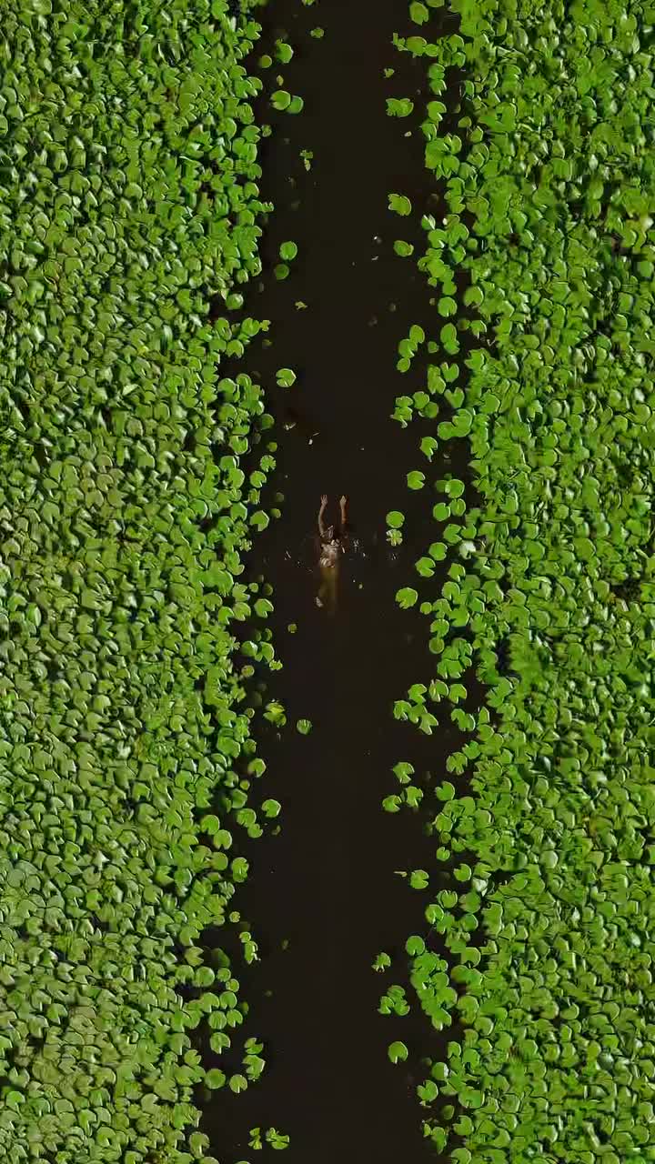 Wild Swimming at Skadar Lake: A Water Lily Wonderland