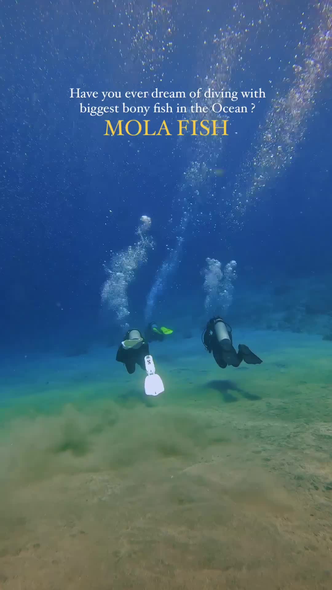 Sign of the day 🤙🏼🤙🏼
I literally cried underwater 😭! It was strong unstable current, cold 16°C (bener2 kepala beku ga kuat bgt) , depth up to 30 meters 😭 but finally can see you 🫵🏻

 📍 Nusa Penida, Bali, Indonesia 🇮🇩 

#mola #molamola #molafish #sunfish #nudapenida #explorebali #bali #explorepenida #diving #divinglife #divetravel