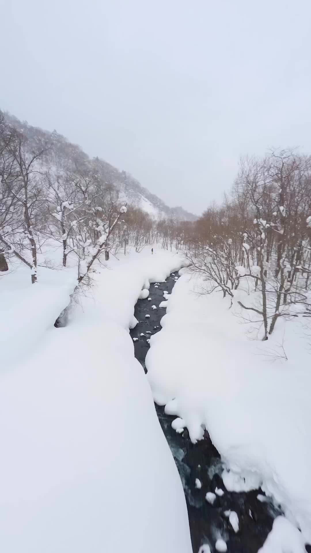 Unreal Bird Encounter in Snowy Kiroro Forest