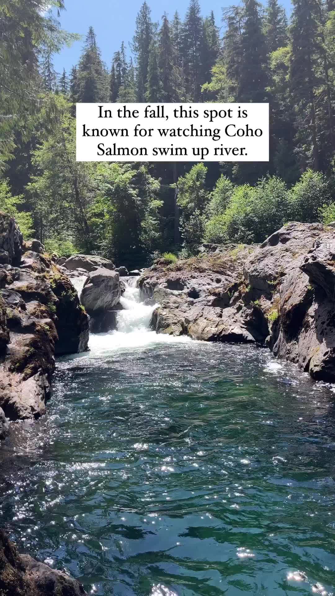 Stunning Waterfall Near Sol Duc Falls - Must-See Stop