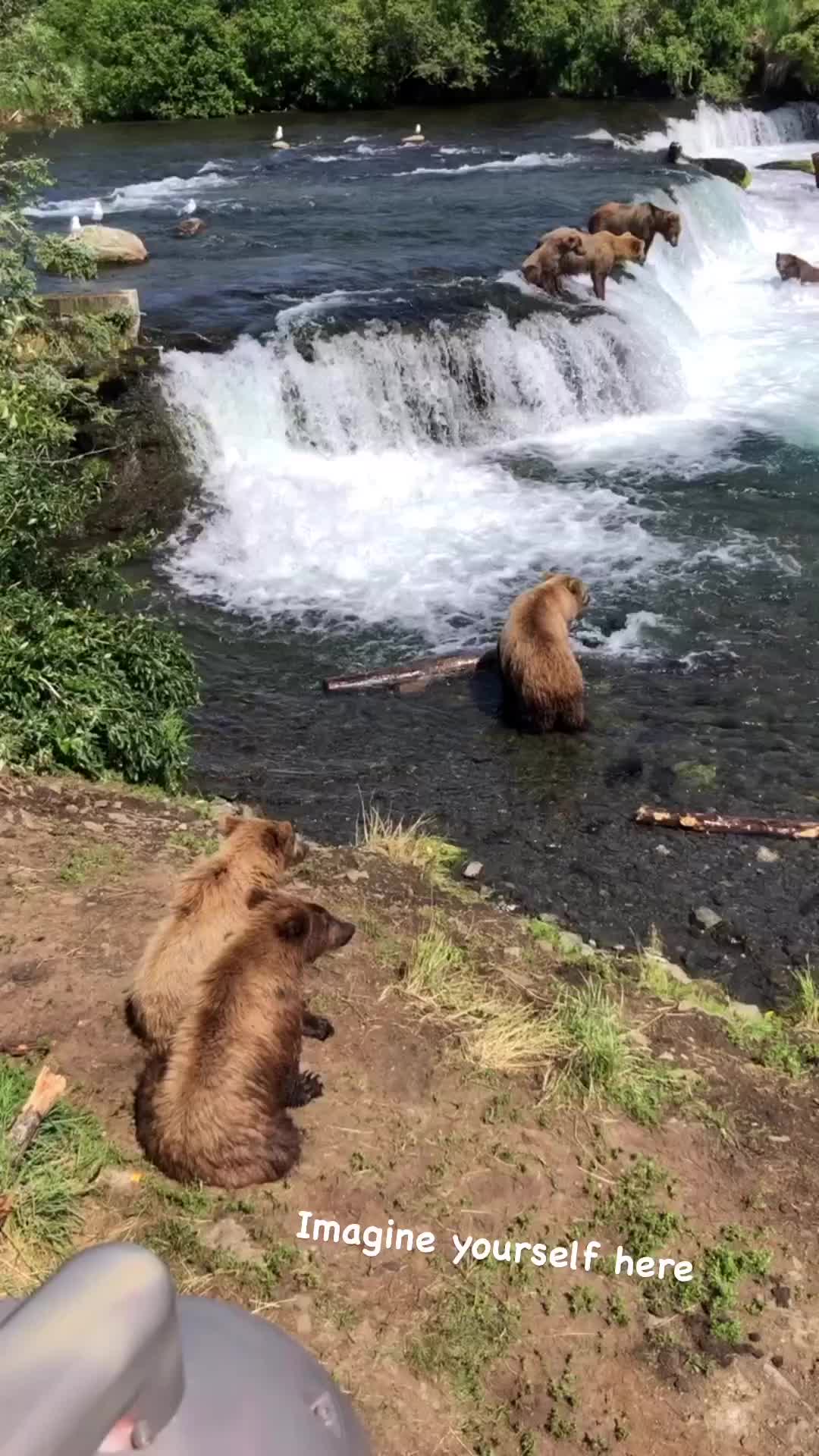 Brown Bears Fishing at Katmai National Park