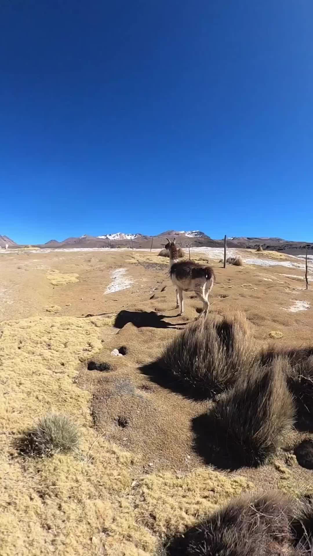 Libre 💙

#bolivie #nature #lama #hotsprings #outdoreadventure #liberté #paysagesmagnifiques #gobyavafamily