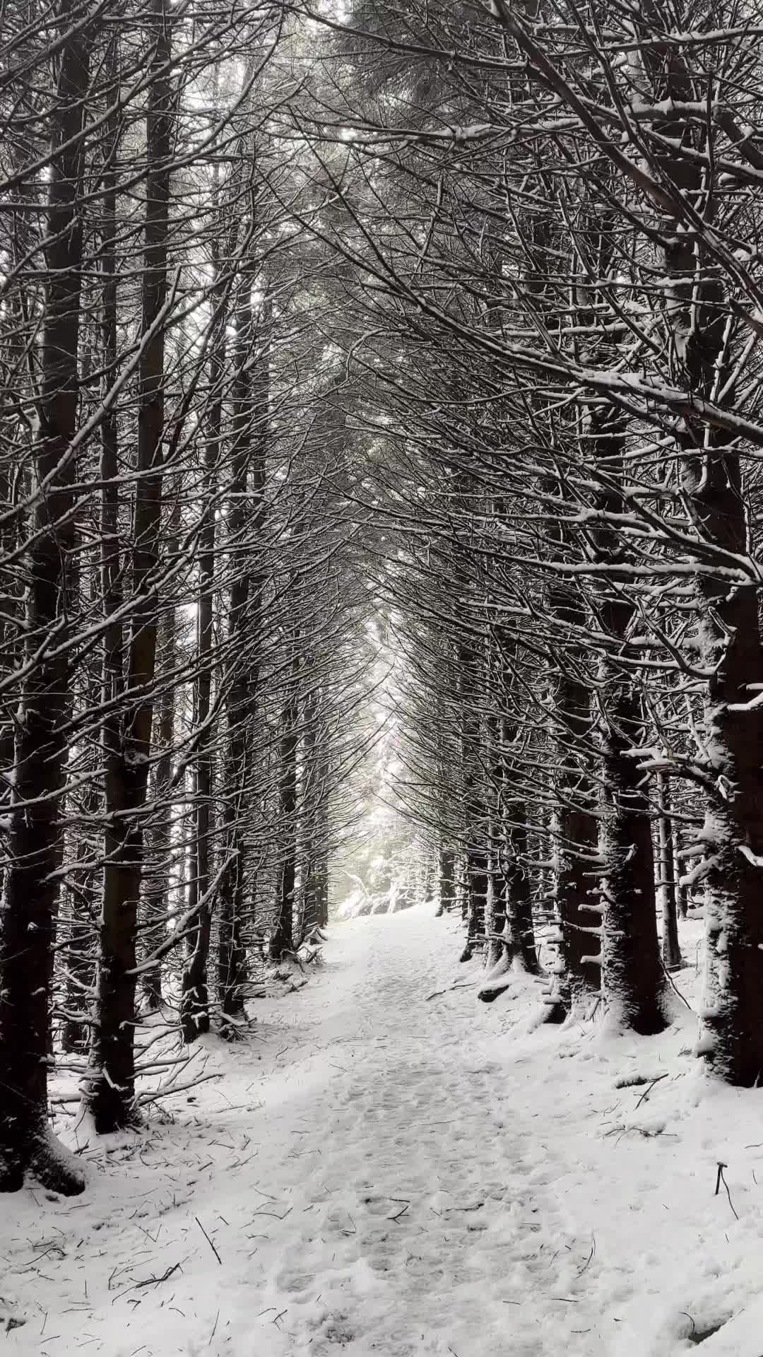 Winter Wonderland at Ballinastoe Woods, Ireland ❄️