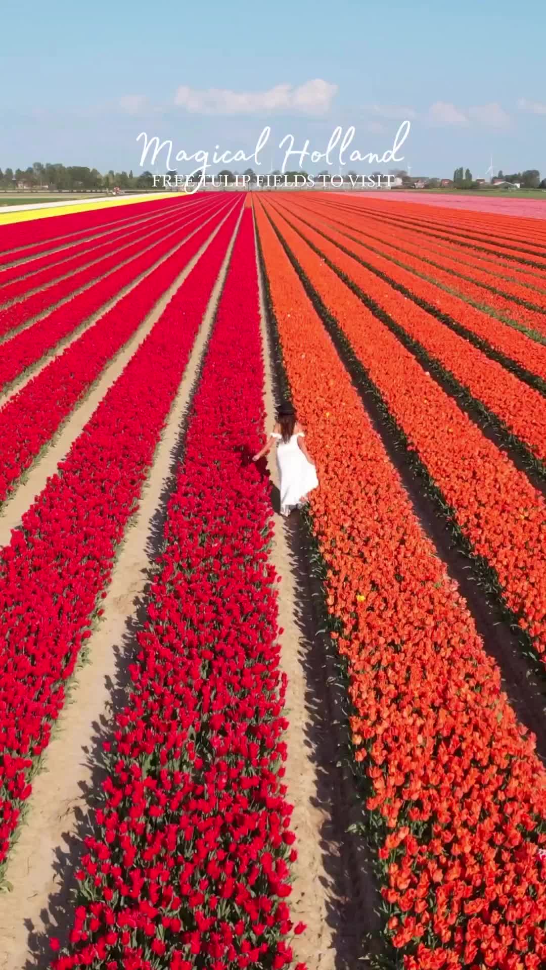 Best Free Places to See Tulips in Netherlands