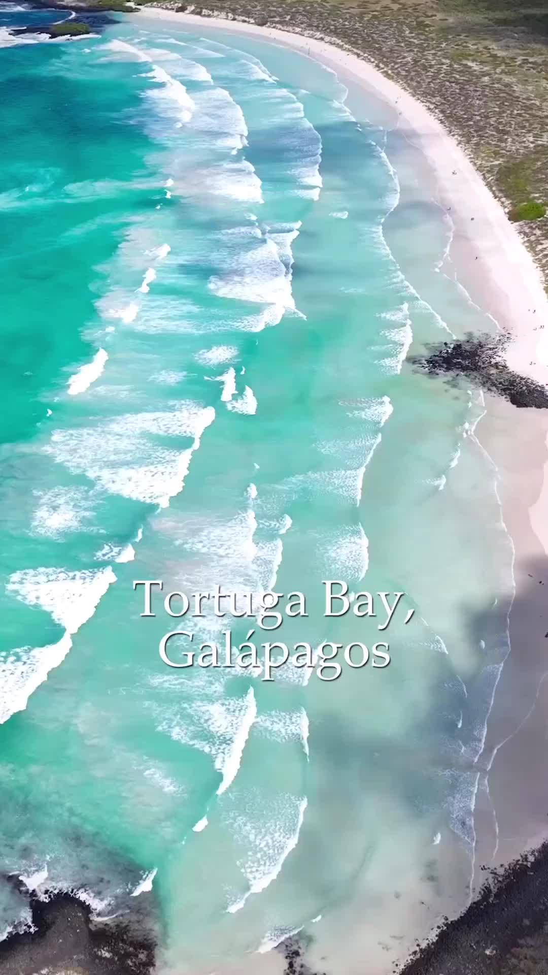 Discover Tortuga Bay on Santa Cruz Island, Galápagos