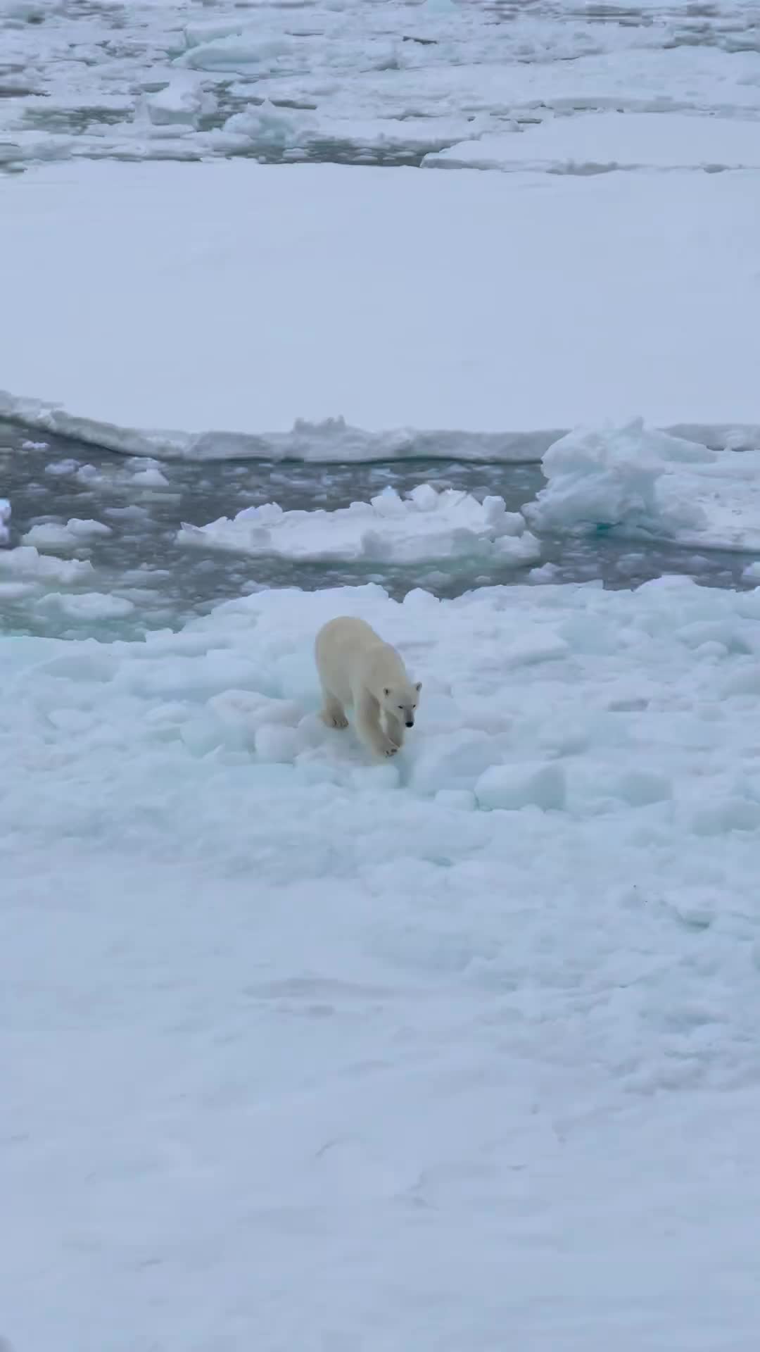 Unbelievable Polar Bear Encounter at the North Pole